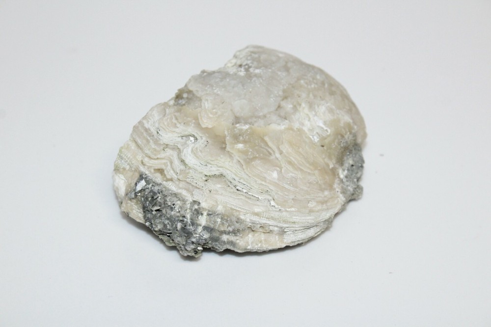 Calcite Fossil Clam Rucks Pit Florida #10