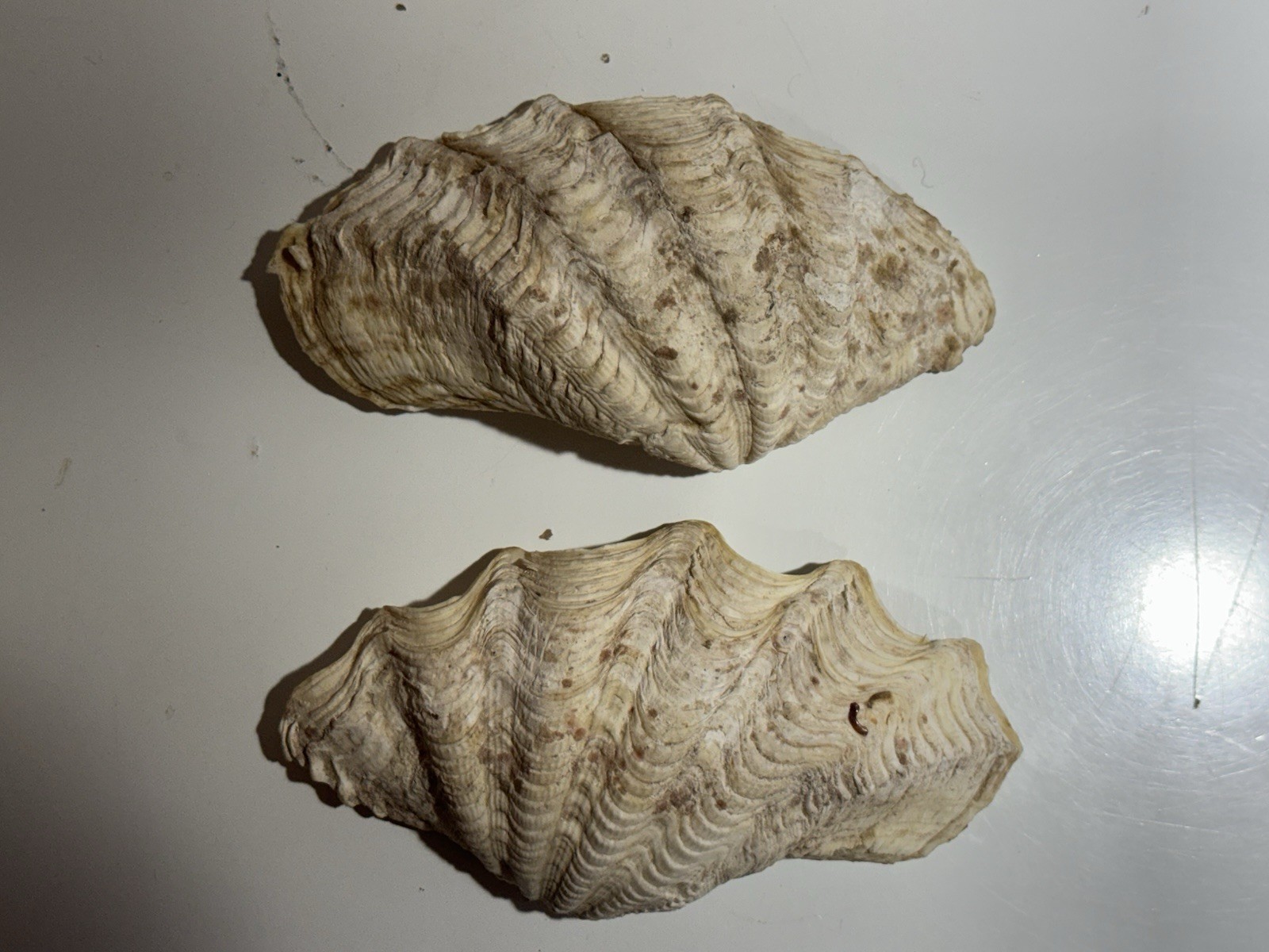 Clam Shell Tridacna Gigas Set Pair Both Valves 6” Complete