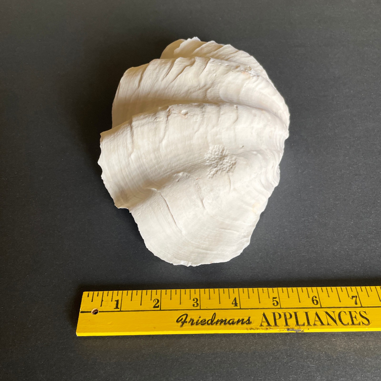 Large Natural Clam Shell • Tridacna • 9 x 6 x 3.75 inches