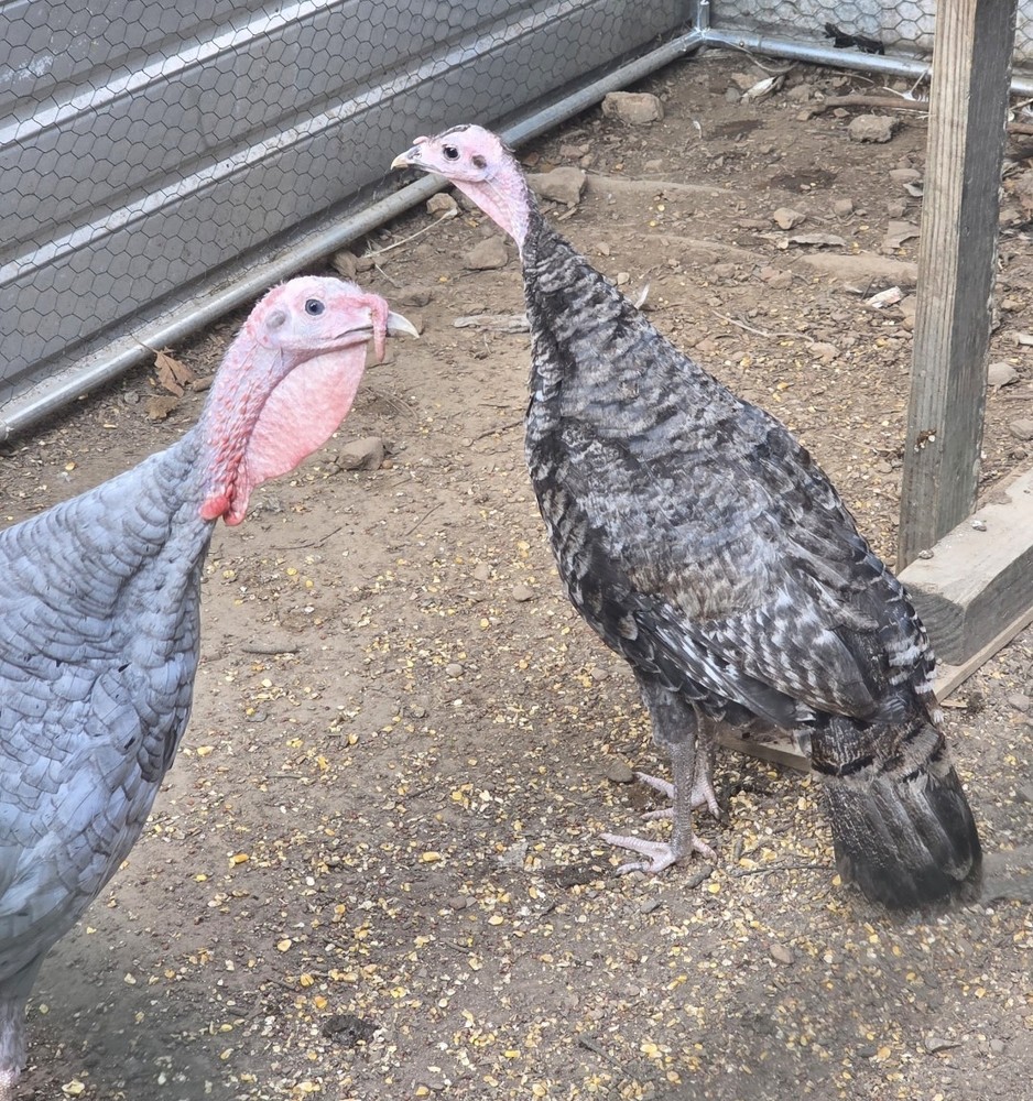 Heritage Turkey Hatching Eggs 5+1