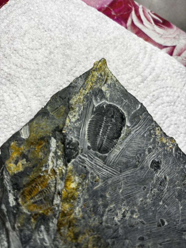 Large Stone Trilobite Fossil Multiple