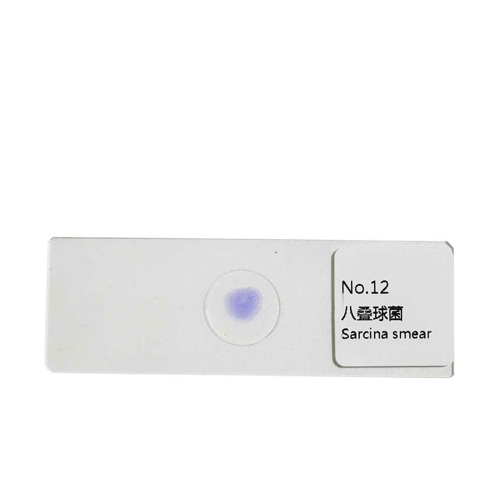 25 Germ Bacteria Microbiological specimen Gram Stain Microbial Microscope Slides