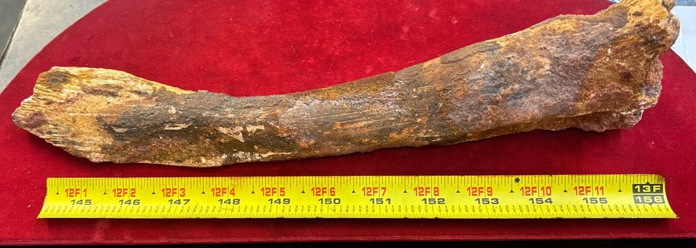 Hadrosaur Chevron Bone