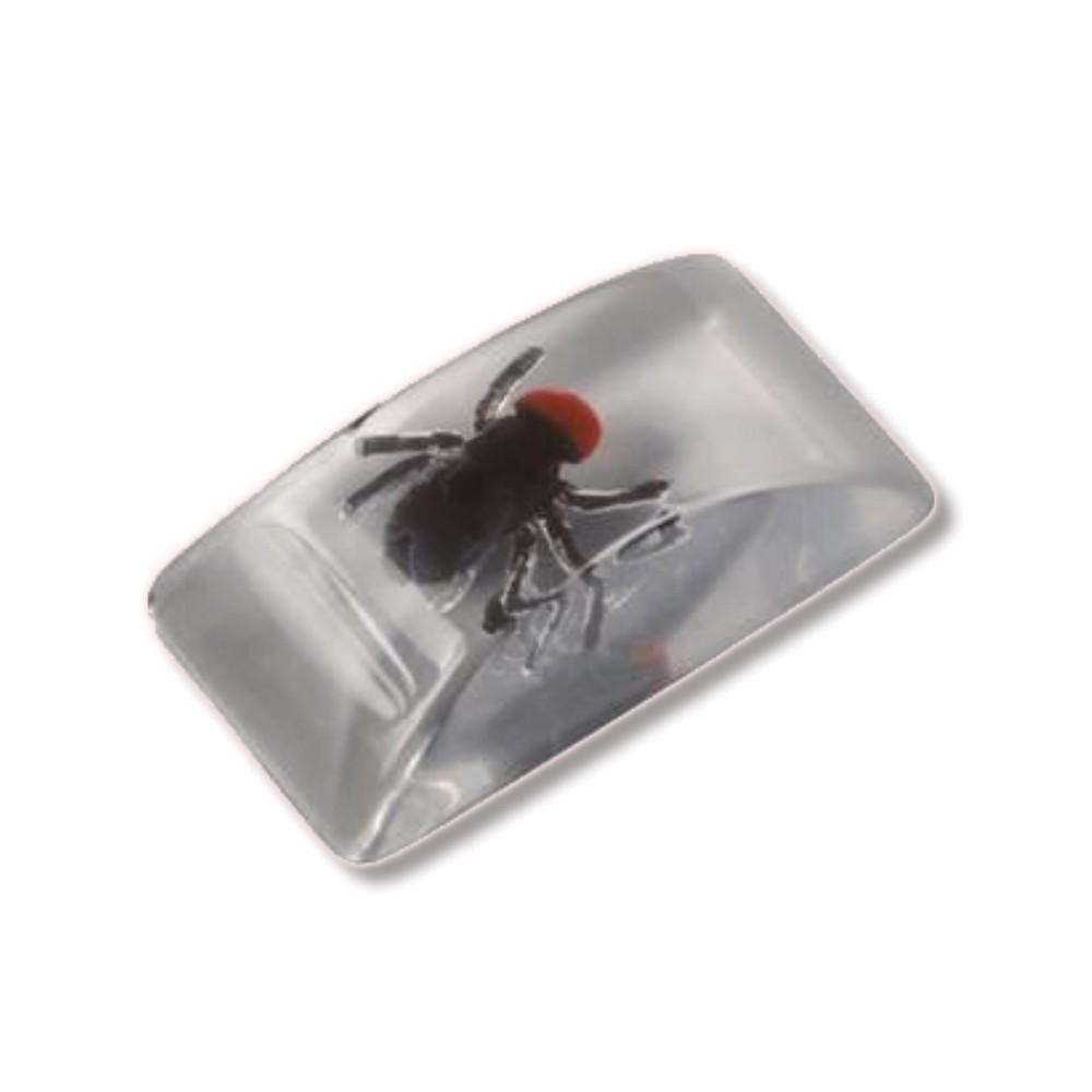 Bug In Ice Cube