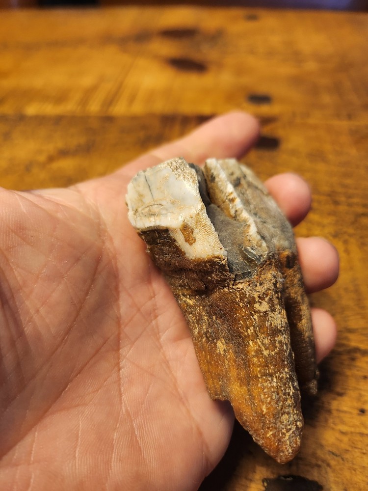 Fossilised tooth found in Happisbugh