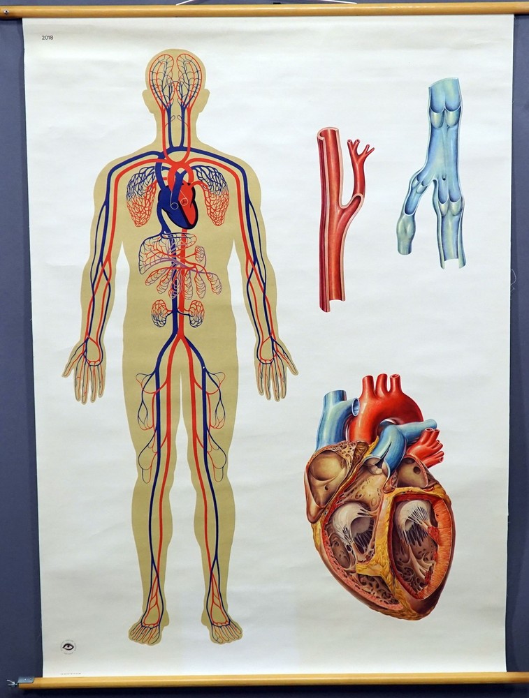 Medical Wallchart Rollable Poster Human Blood Circulation