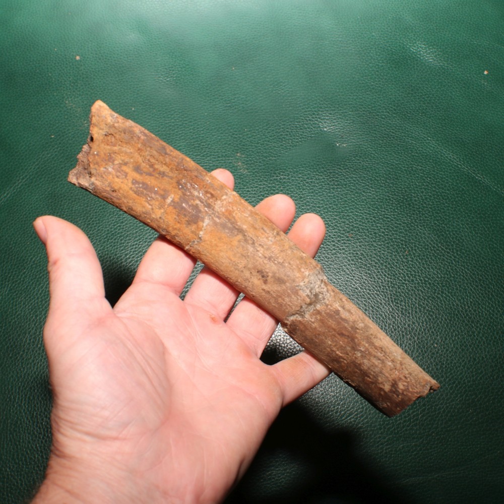 Dinosaur Rib Section Bone Authentic Fossil - Hell Creek Formation BEAUTIFUL