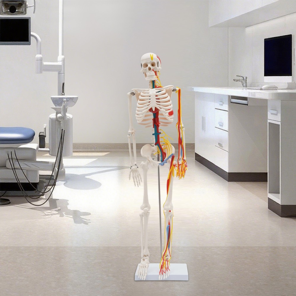 34 Inch Human Skeleton Model Skeleton Human Model Standing Style Skeleton Model