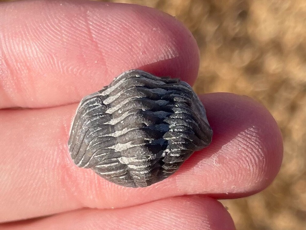 Ohio Fossil Trilobite Eldredgeops rana Devonian Age Bug