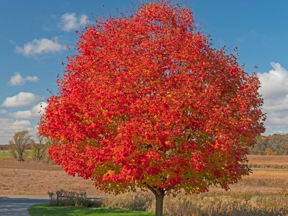 3 Red Maple Tree 12-24" Acer rubrum Bare Root