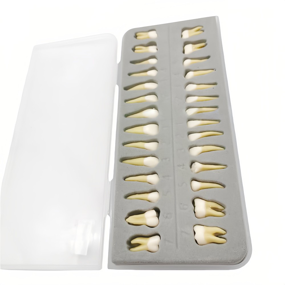 28 Resin Dental Permanent Teeth Study Tooth Model Discrete With Root Simulation