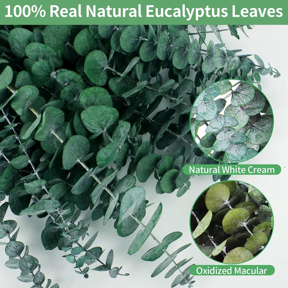 12PCS Dried Eucalyptus Bundle 17'' Real Eucalyptus Stems 100% Natural Fresh L...