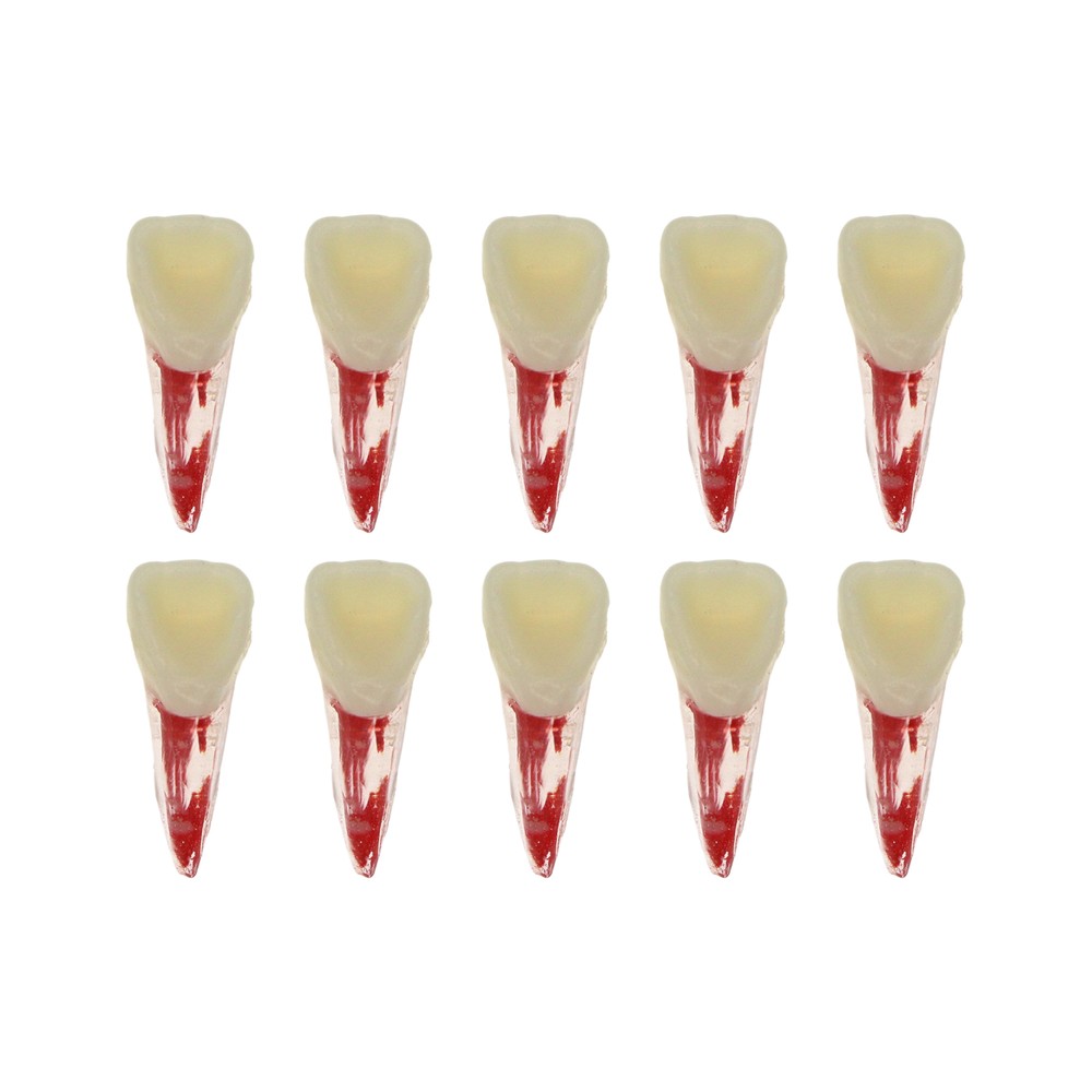 10Pcs Dental Root Canal Practice Model RCT Practice Endo Teeth Model Pulp Study