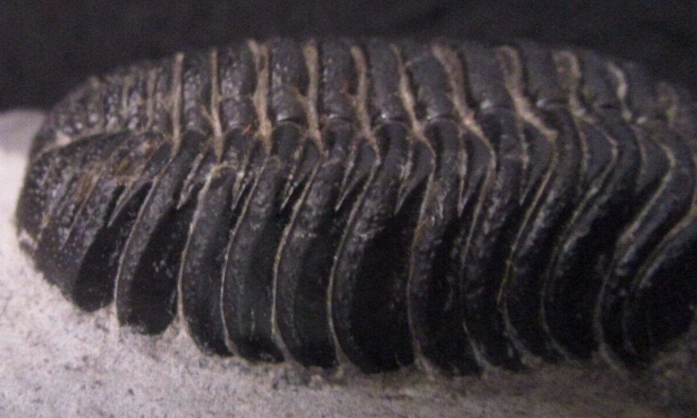 Large Excellent Example Devonian Phacops sp. Fossil Trilobite Morocco