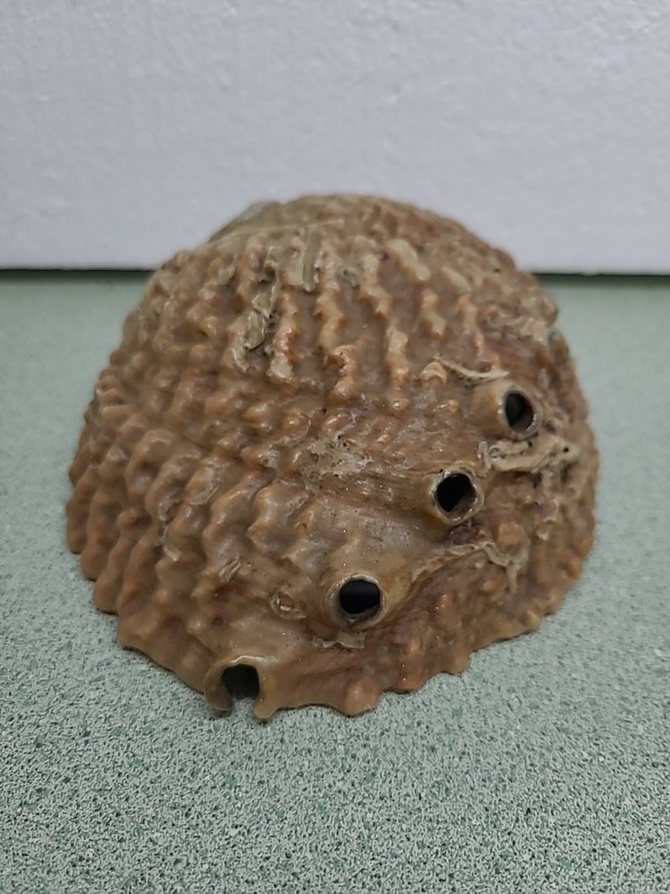 Large Antique Sea Shell