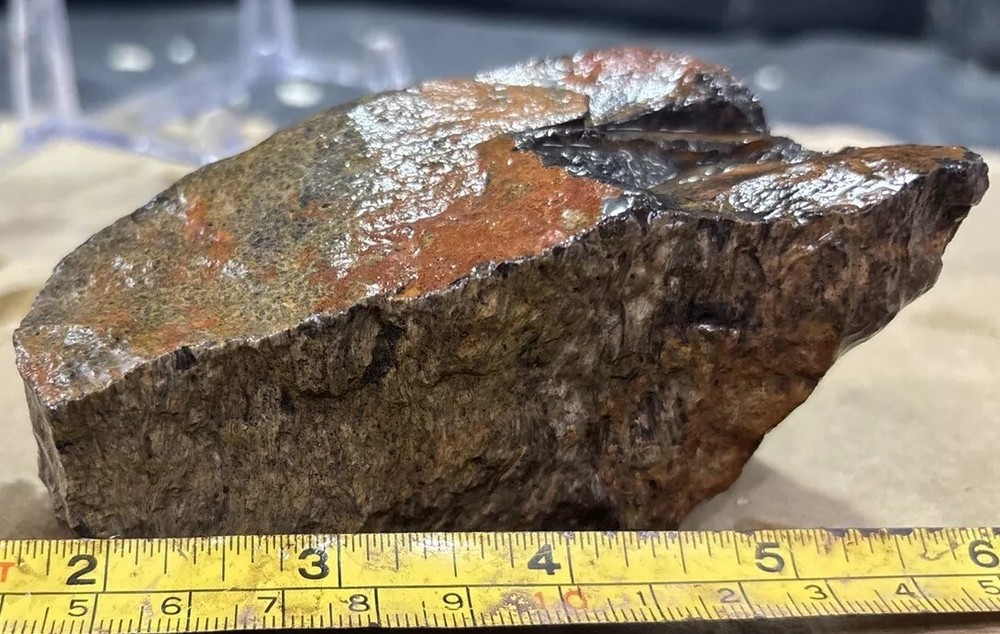 Tempskya petrified Palmwood