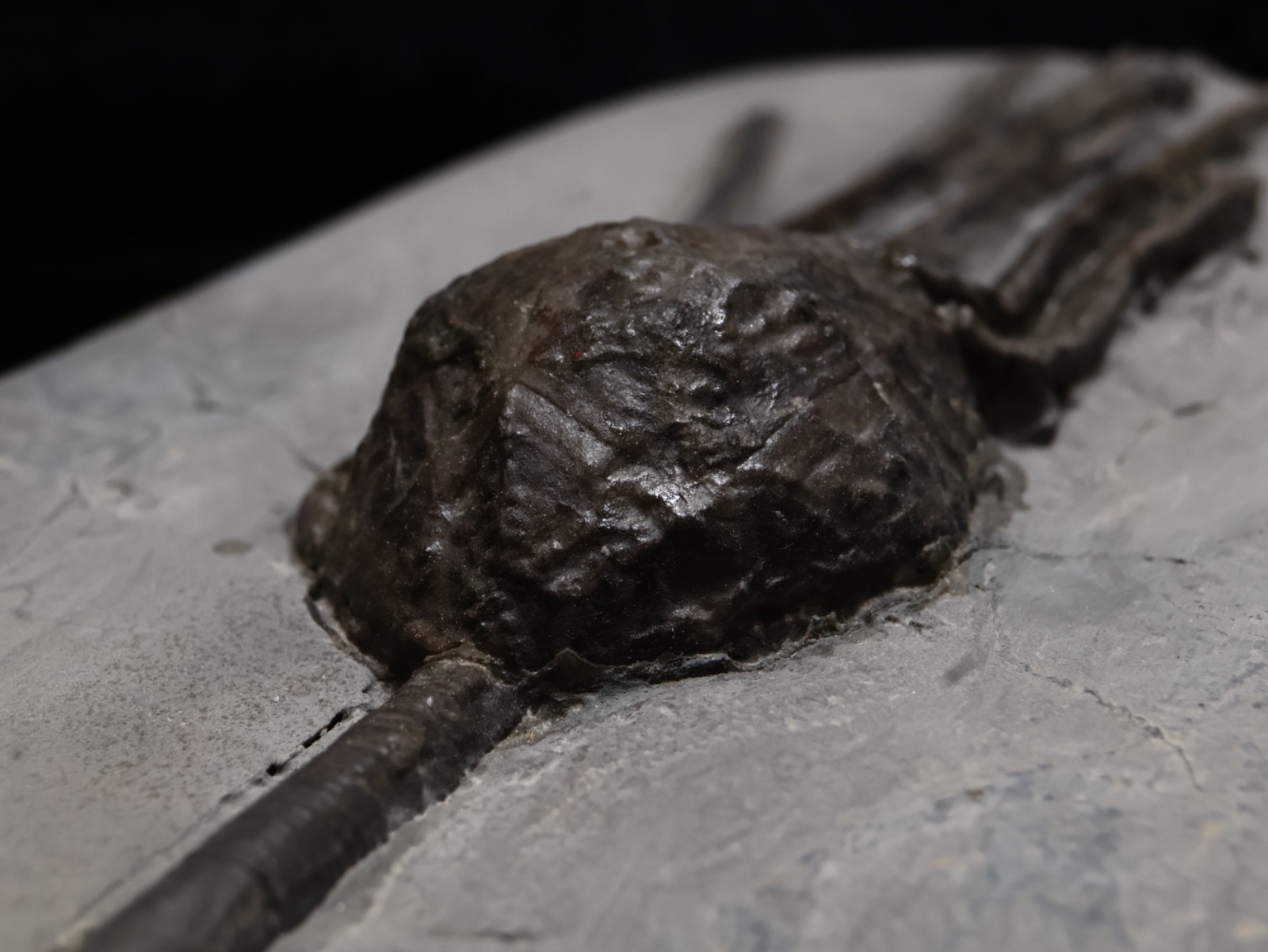 Stately Caryocrinites ornatus Fossil, Crinoid Relation, Middleport, New York