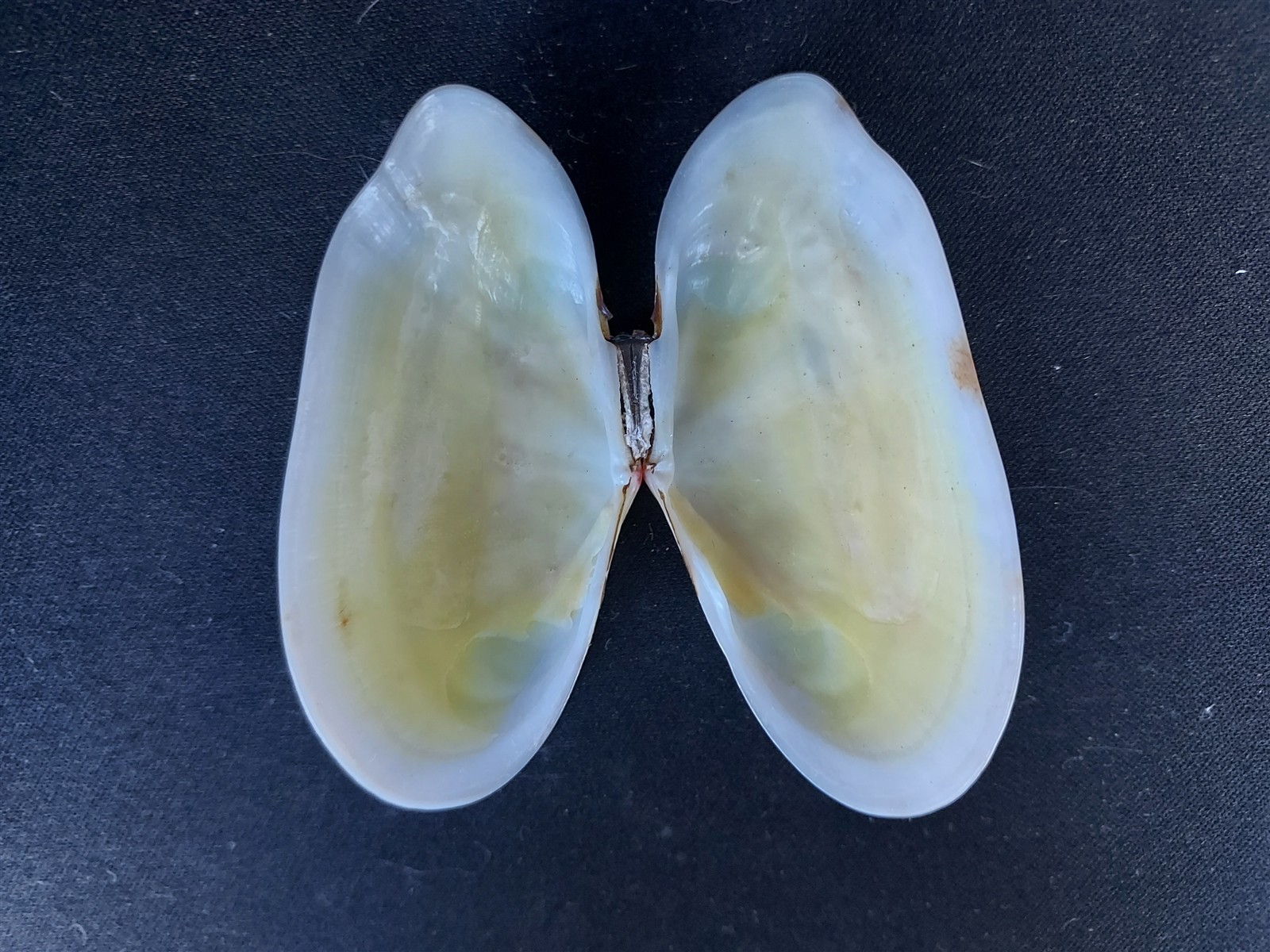 #J400 Beautiful pair of clam shells, approx. 66mm