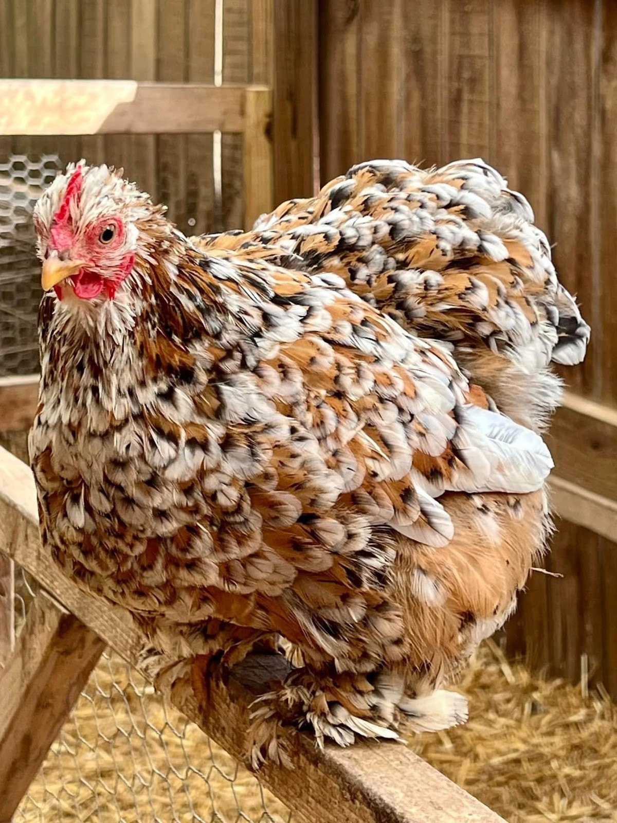 Dozen Mille Fleur Bantam Cochin Eggs