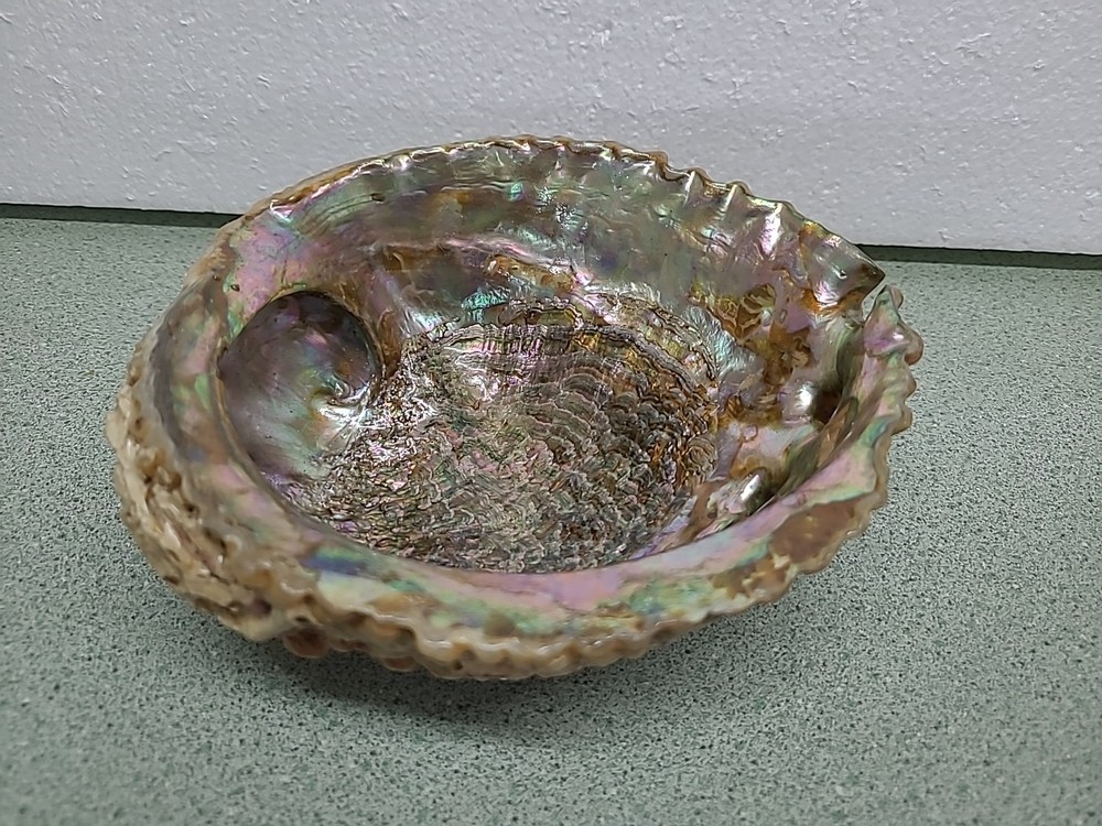Large Antique Sea Shell