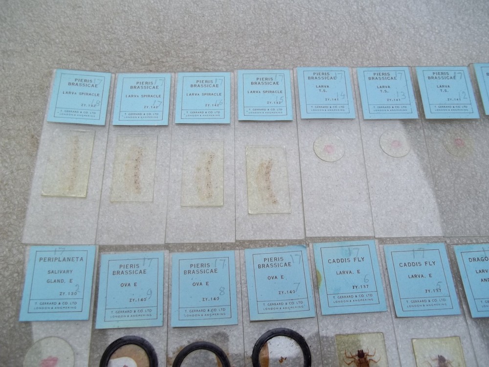 Vintage Glass Microscope Slides -