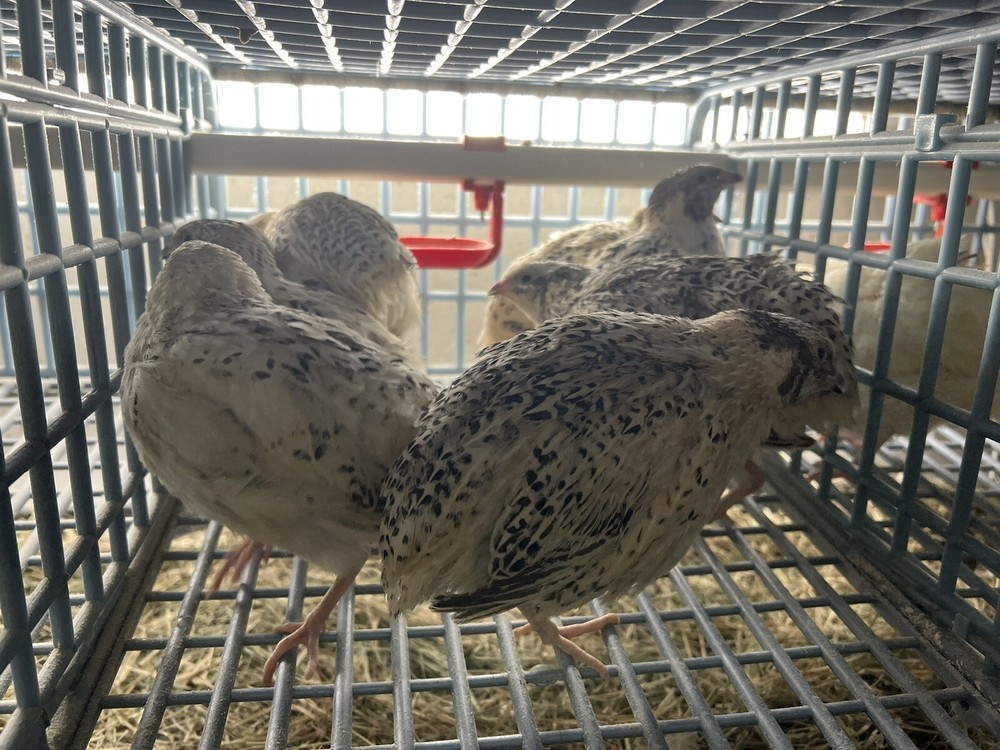 108 Jumbo Quail Hatching Eggs Rare Mix 9 Dozen