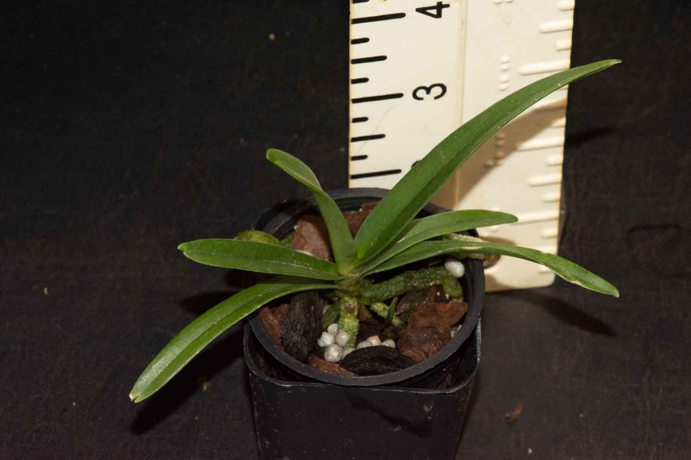Angraecum elephantinum