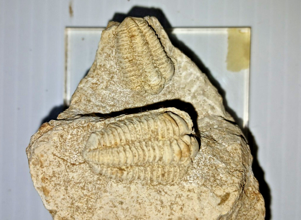 2 Trilobite Fossil
