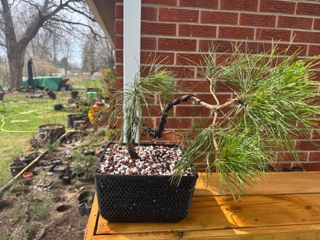 Pond Basket Root Maker Air Pruning Bonsai Pots