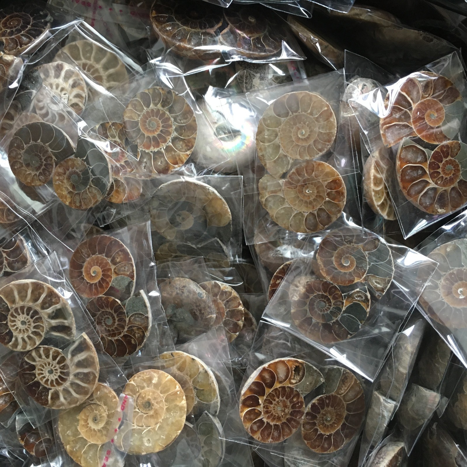 50 pair of Split Ammonite Specimen Shell Healing Madagascar 02