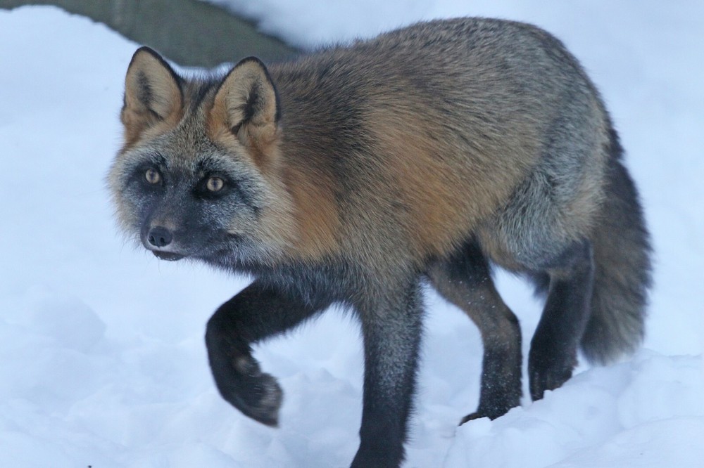 Cross Fox Taxidermy Reference Photo Cd