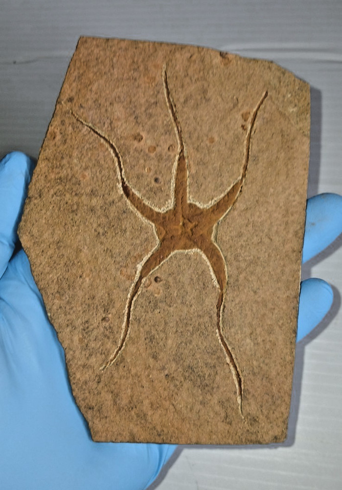 Brittlestar Starfish Fossil
