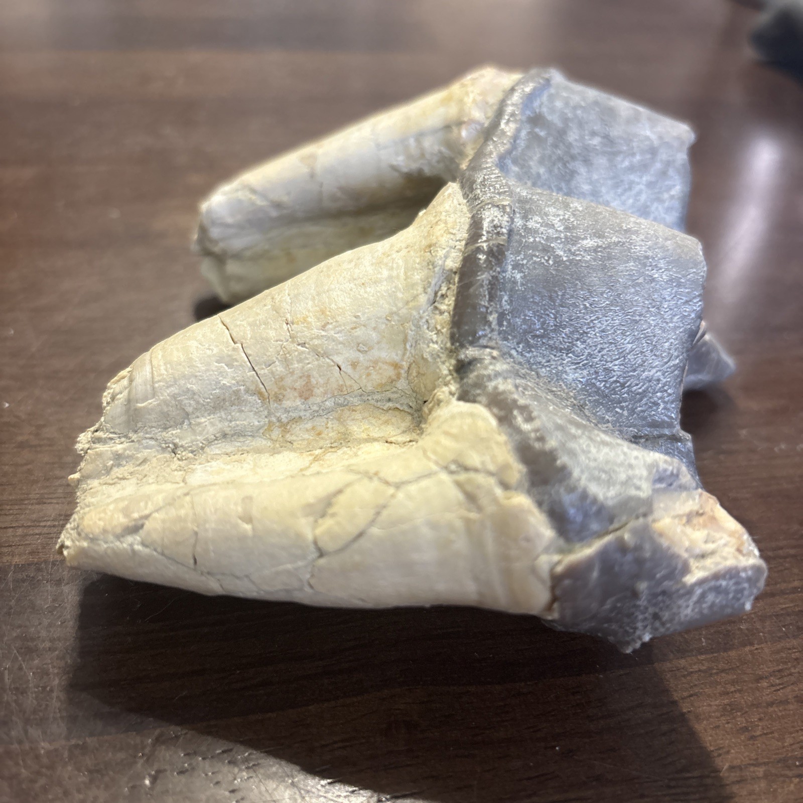 Rhino Lower molar Titanothere Late Eocene 35 Mill Fossil