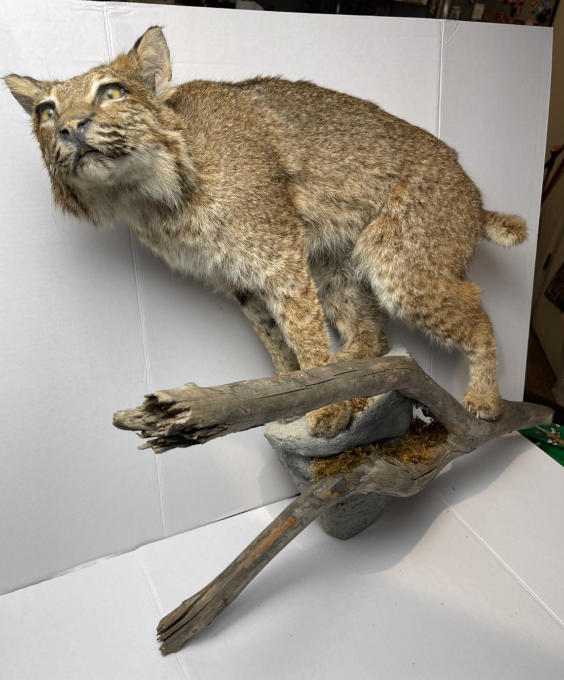 Bobcat Taxidermy Wall Mount Wildlife Hunting wild cat