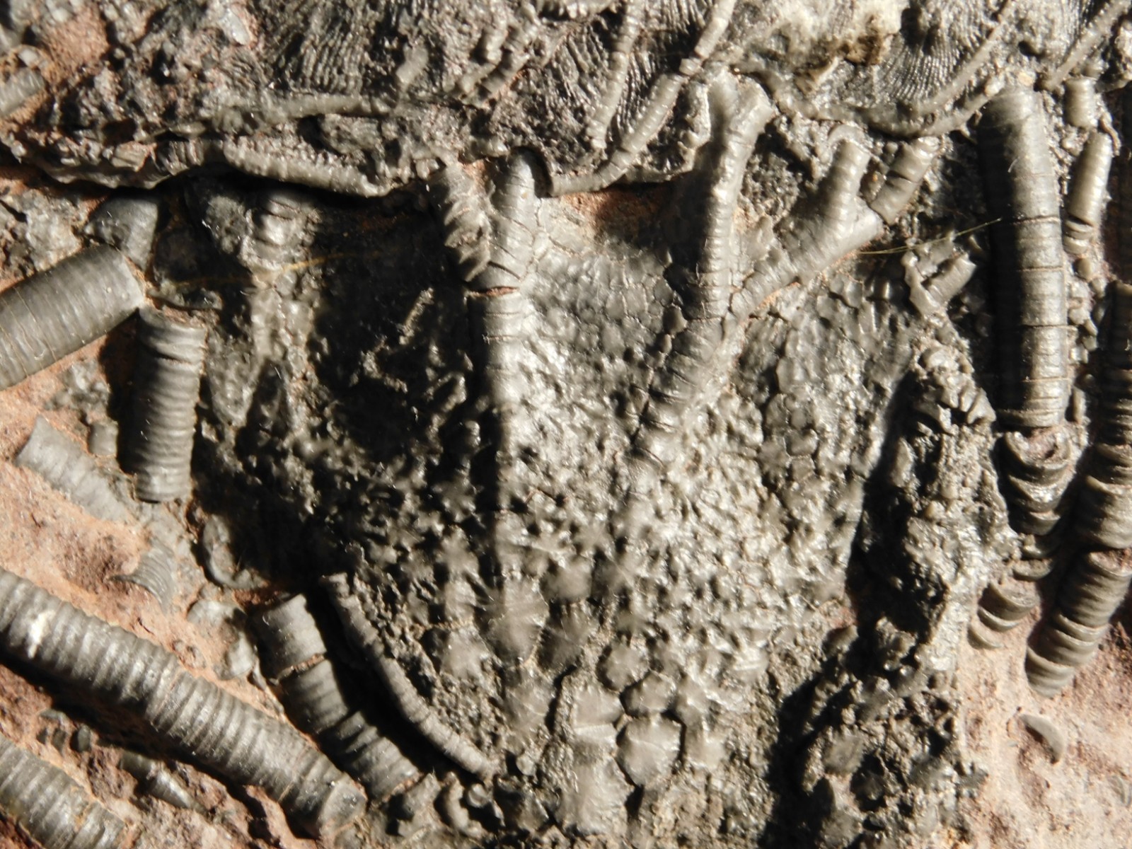 LARGER! 430 Million Year Old! CRINOID Fossil or Sea LILY Fossil Morocco 1221gr