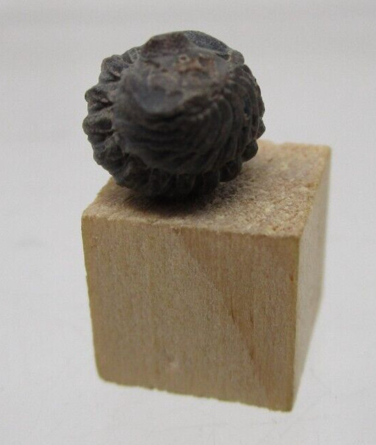 * Awesome Tiny Baby Phacops Pac Man Enrolled Devonian Morocco