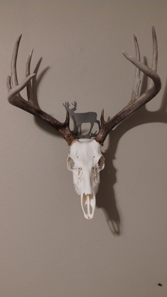 Mule Skull Hanger 1