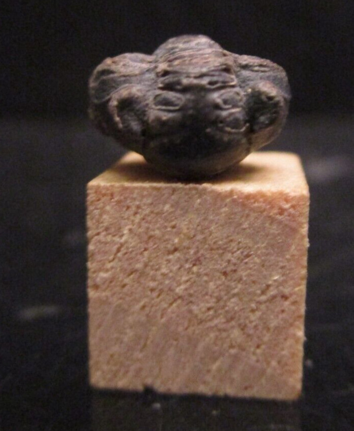 Nearly Perfect Tiny Baby Phacops Pac Man Enrolled Devonian Morocco 2