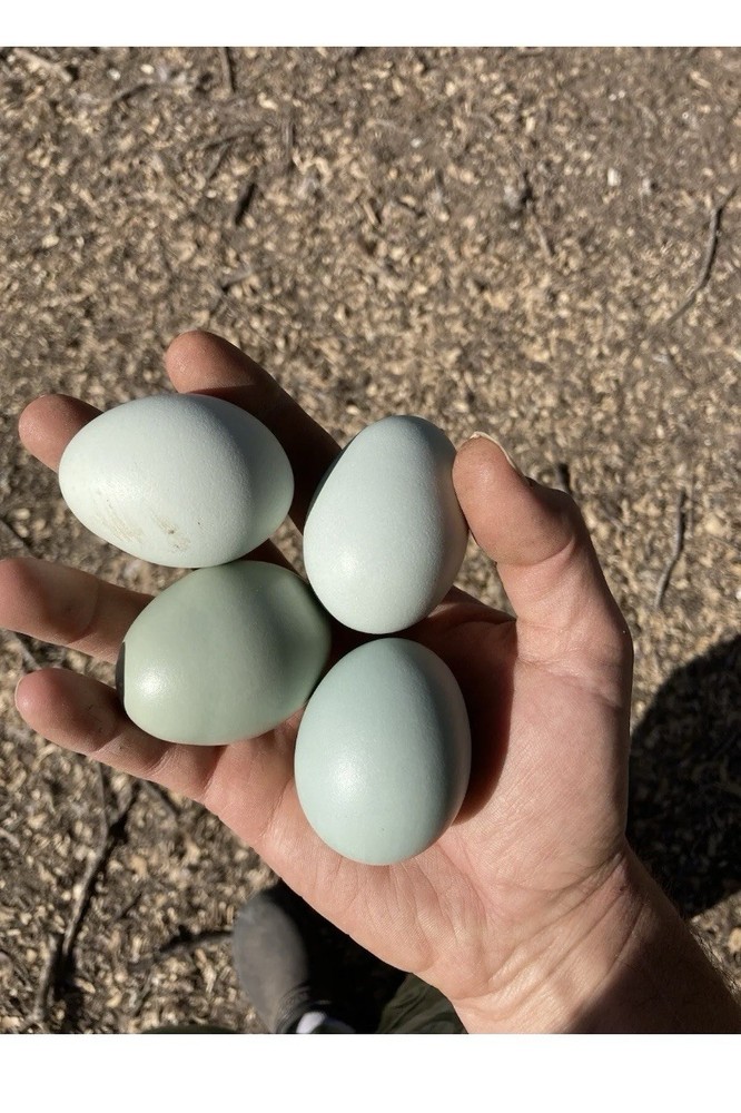 12 Lavender Ameraucana Hatching Eggs