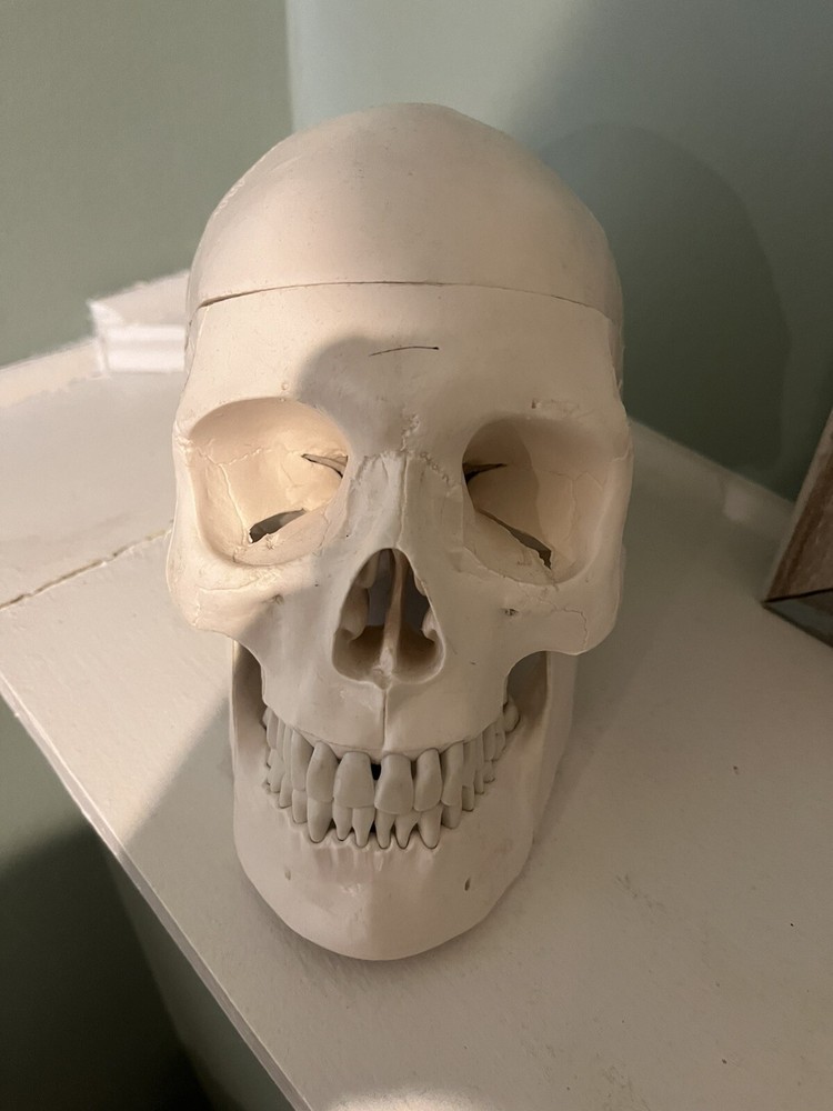 Dental School Training Artificial Head Plastic Removable