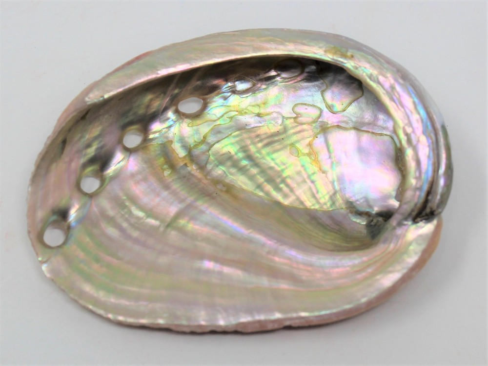 10 Pack Small Abalone Shell Gift Box: Natural Shells For Smudging, Crafting, etc