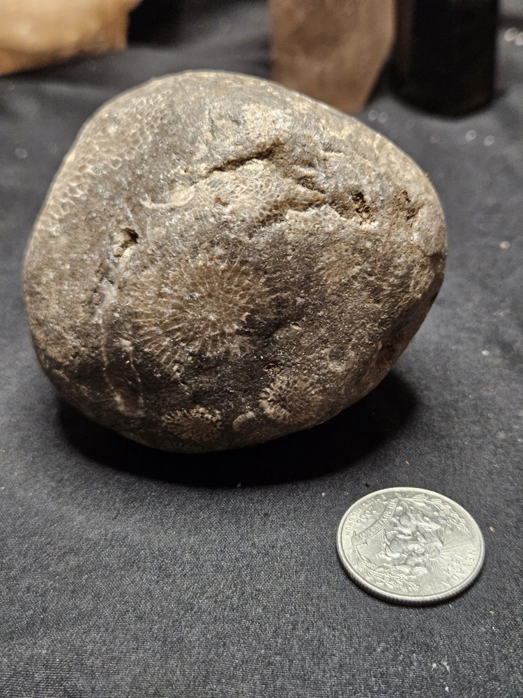 Fossilized Shell Concretion Specimen (14.8oz)