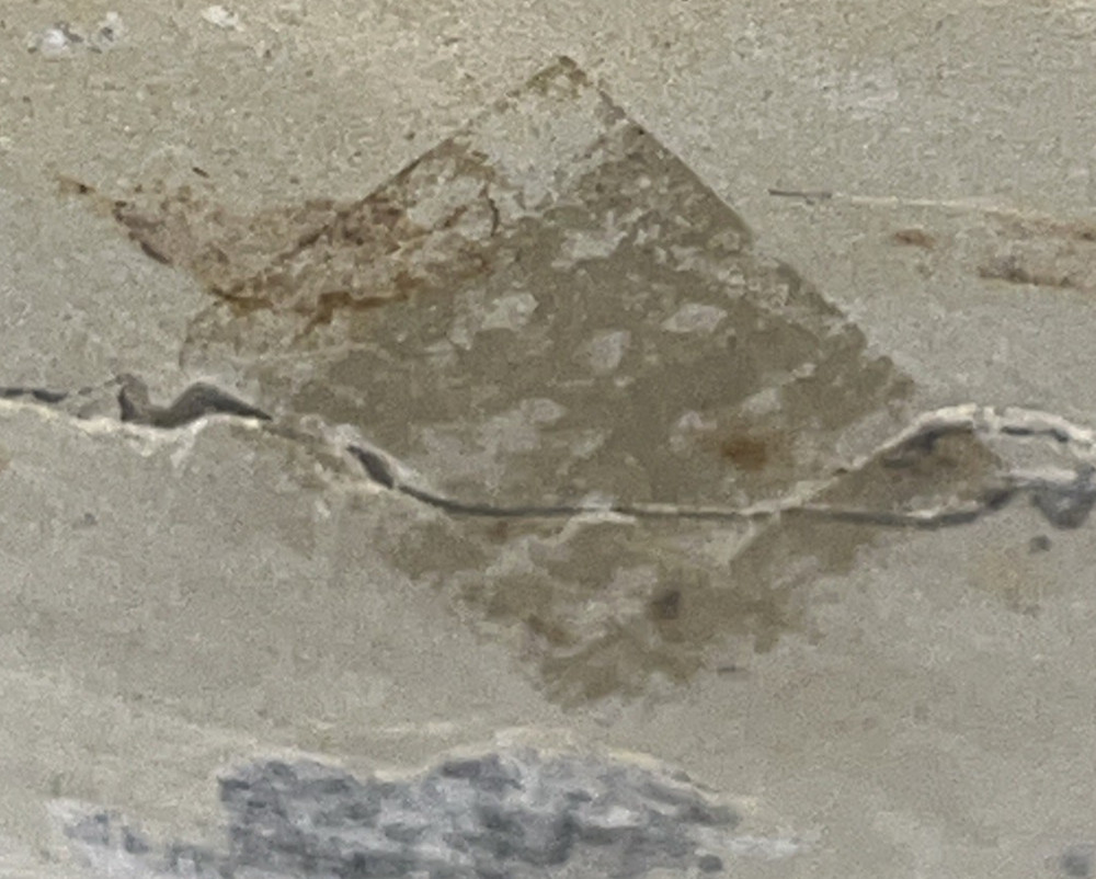 Authentic Trilobite Fossil