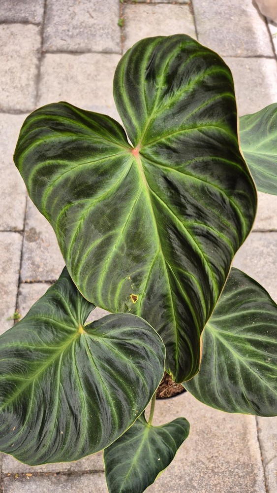 Philodendron Verrucosum Amazon Sunset (Large)