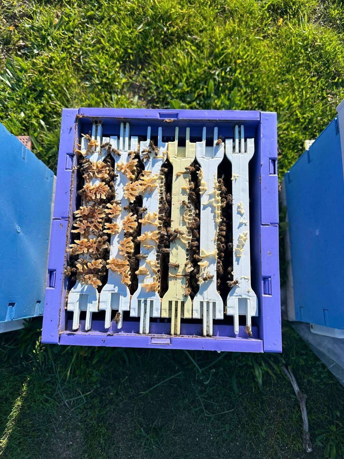 XPS Insulated Mating Nuc 6 Half Langstroth Frames Queen Rearing Perfection