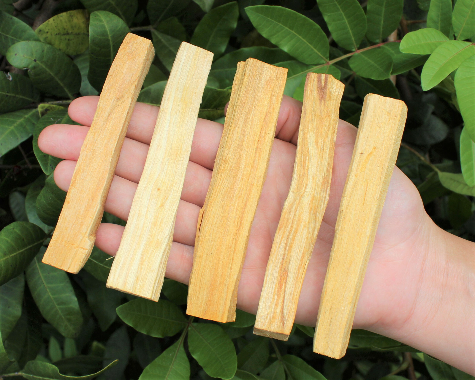 1 lb Bulk Lot Palo Santo Wood (Incense Smudging Cleansing Blessing) 16 oz