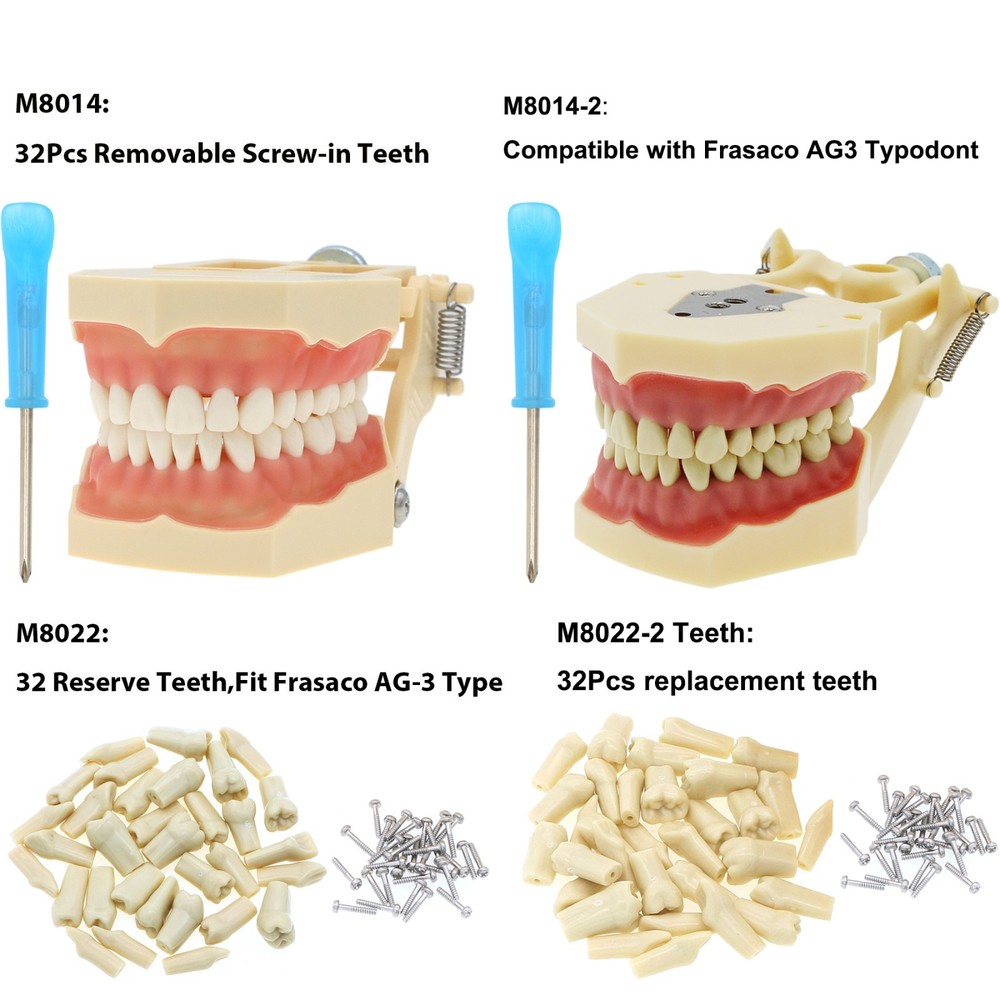 Frasaco AG3 Type Dental Restorative Prep Typodont Model 32Pcs Removable Teeth