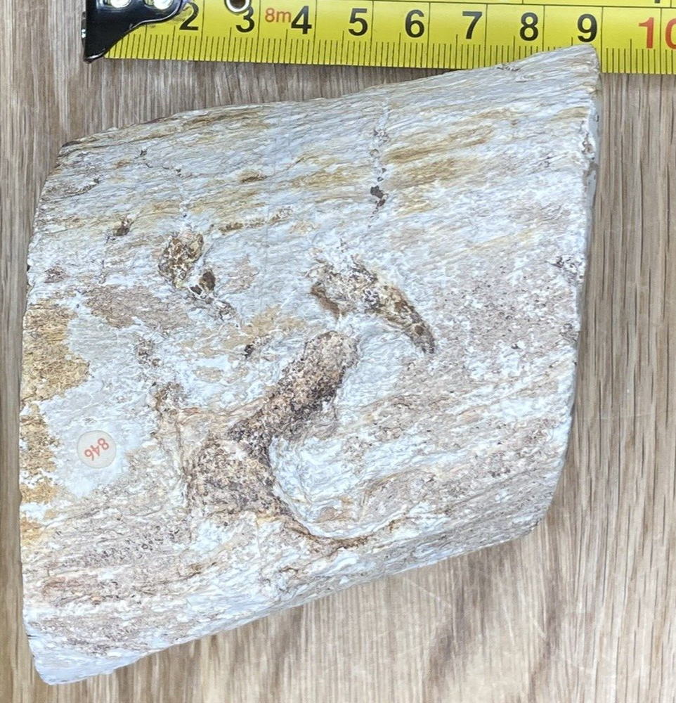 Fossil Specimen, Silicified Tree Branch Section, USA, 90mm