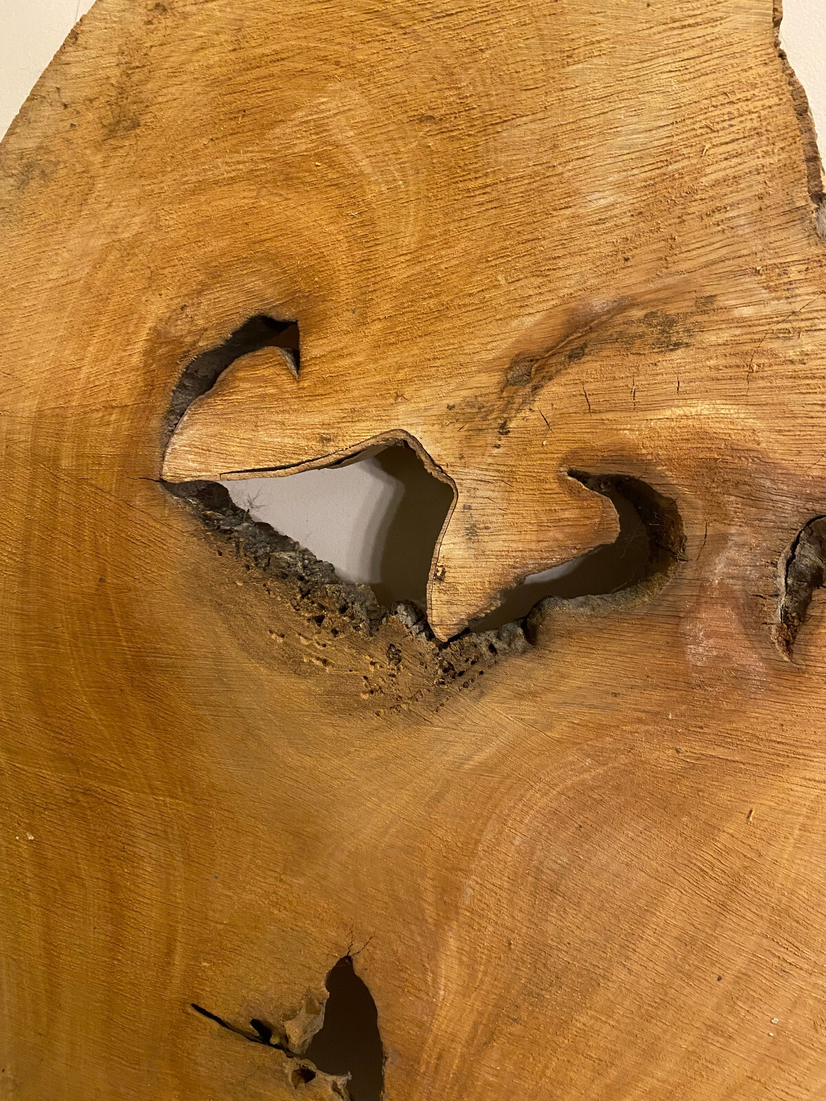 Large Stunning Live Edge Sycamore Slab 43" x 27"-13" x 1.75" Rustic Table top