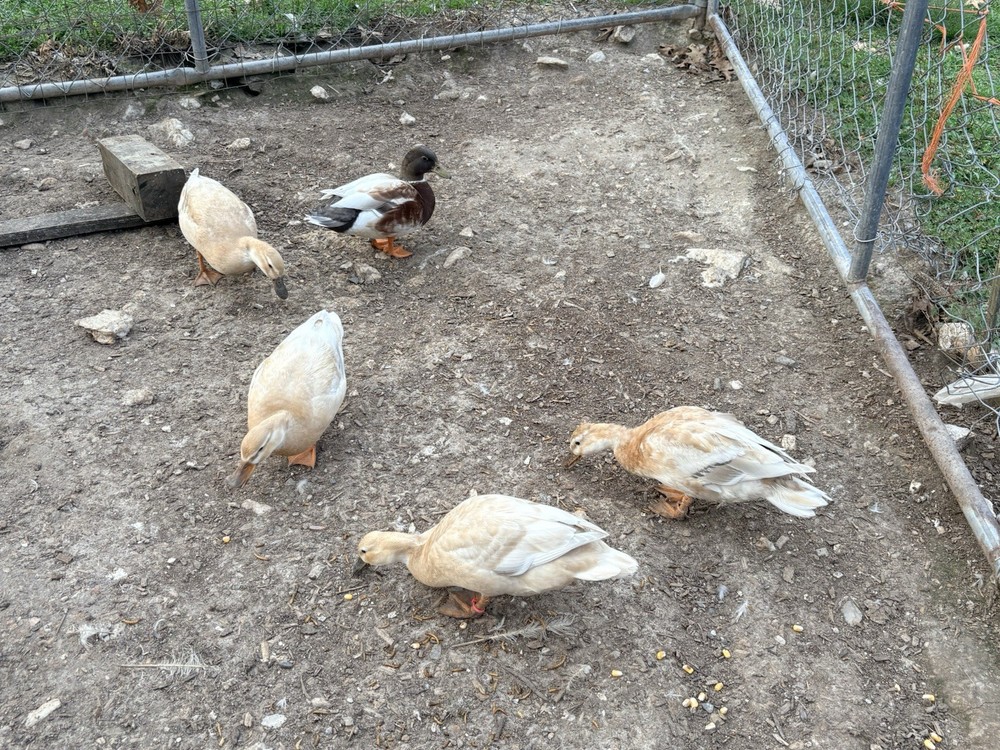 12 Pure Butterscotch Call duck hatching eggs